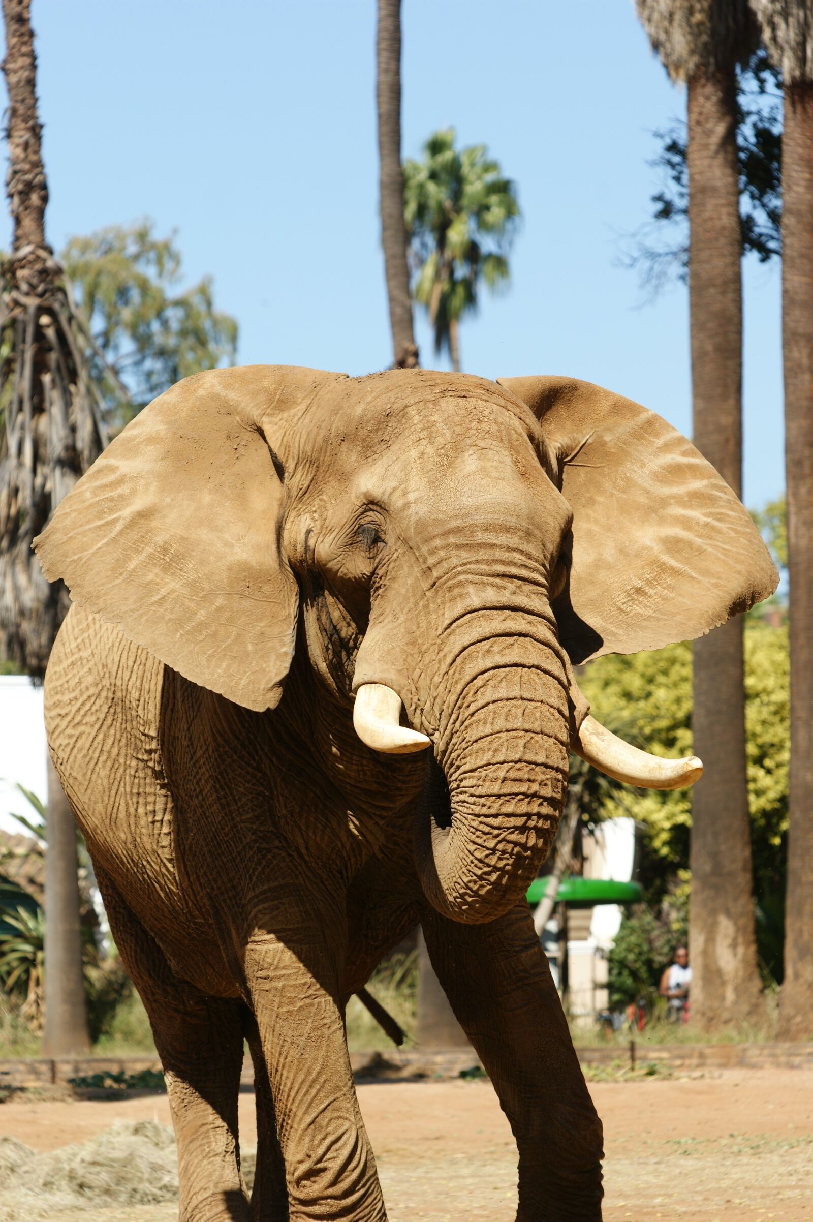 Sony Alpha DSLR-A350 sample photo. Elephant, animal, zoo photography