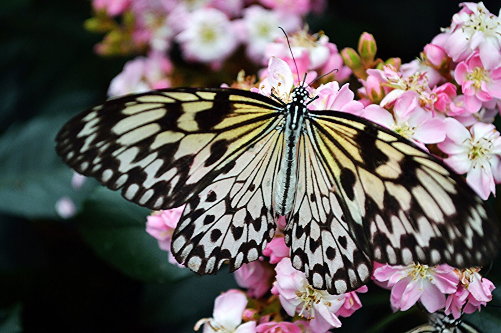 Nikon D3200 sample photo. Viceroy butterfly, plant, insect photography