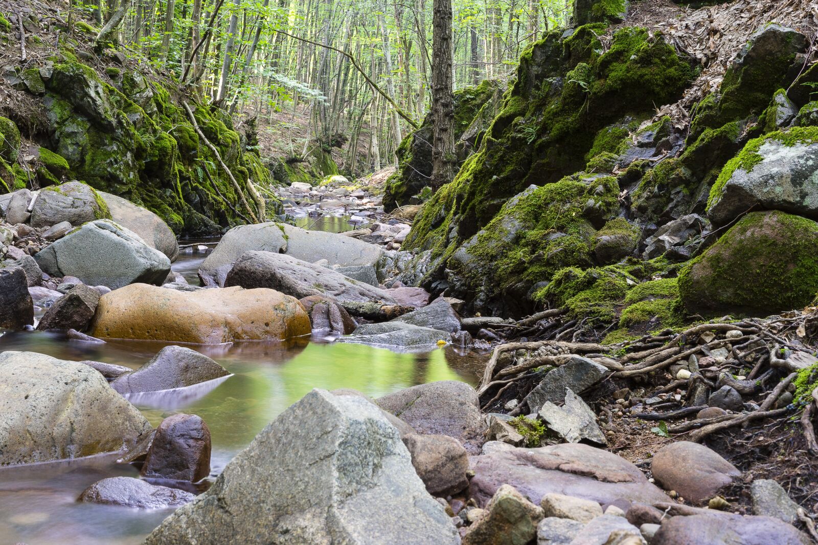Sony a7 + Sony Sonnar T* FE 55mm F1.8 ZA sample photo. Landscape, nature, forest photography