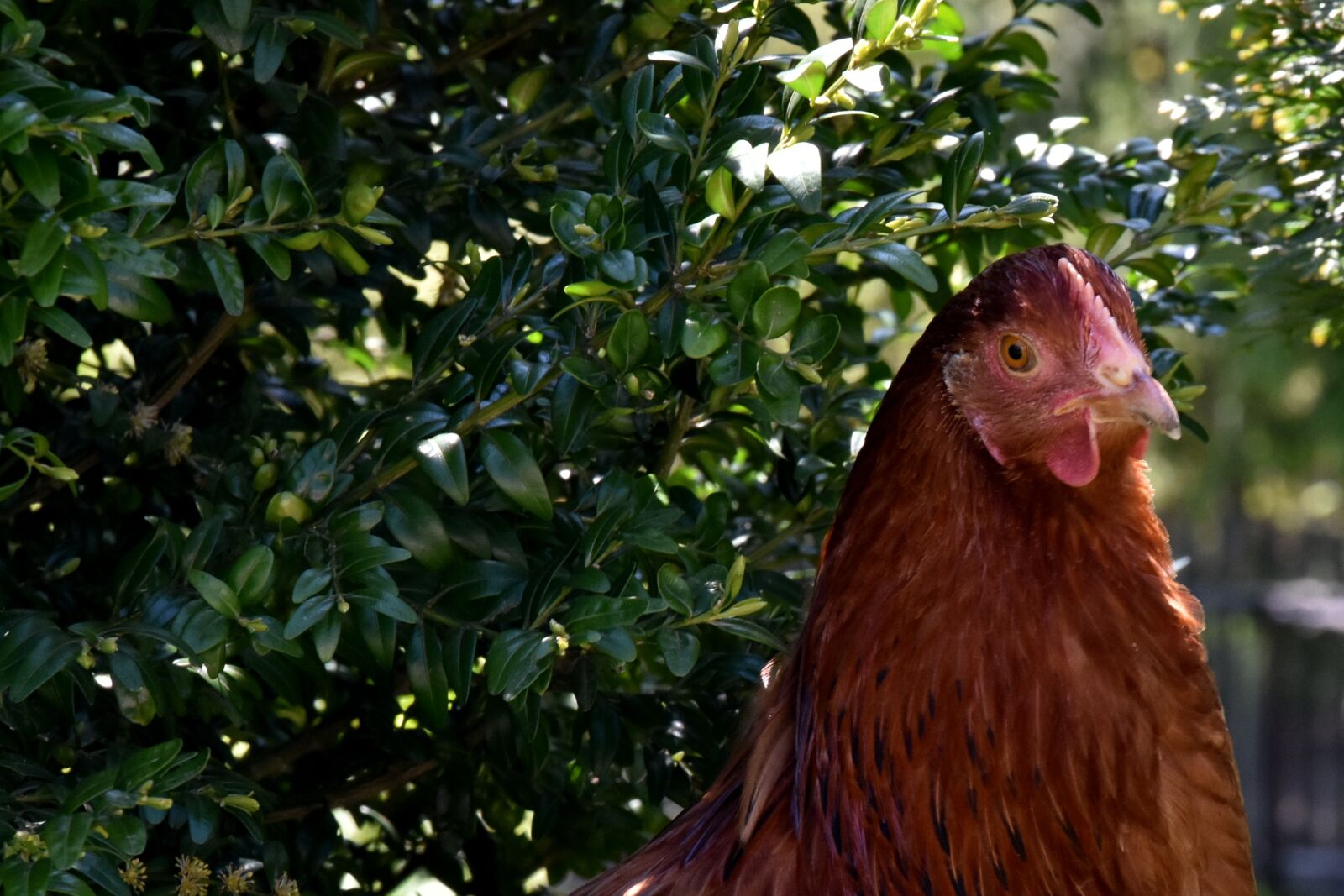 Nikon D7200 sample photo. The hen, chicken, village photography