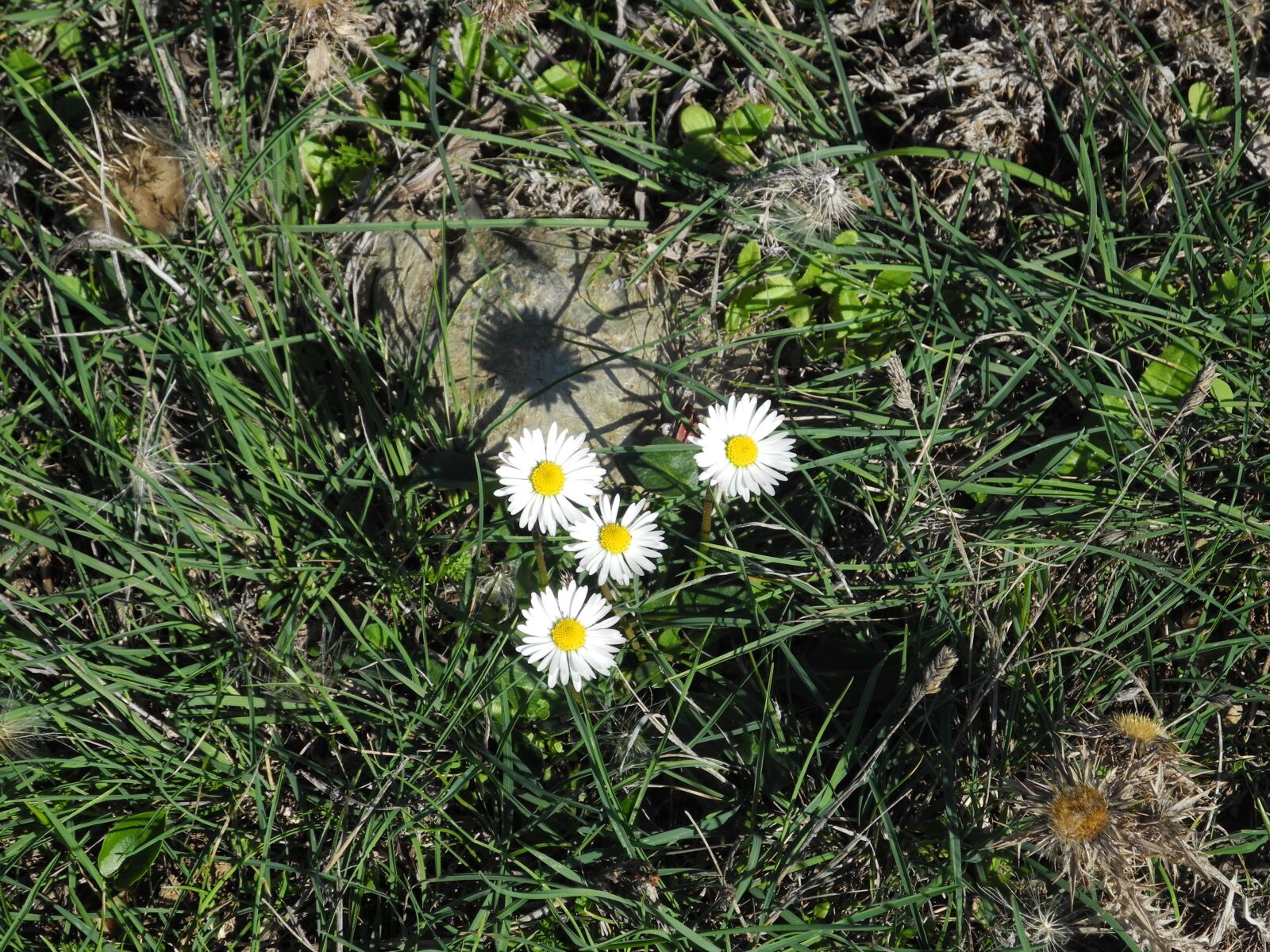 Nikon Coolpix P7000 sample photo. Daisy, grass, wild flower photography