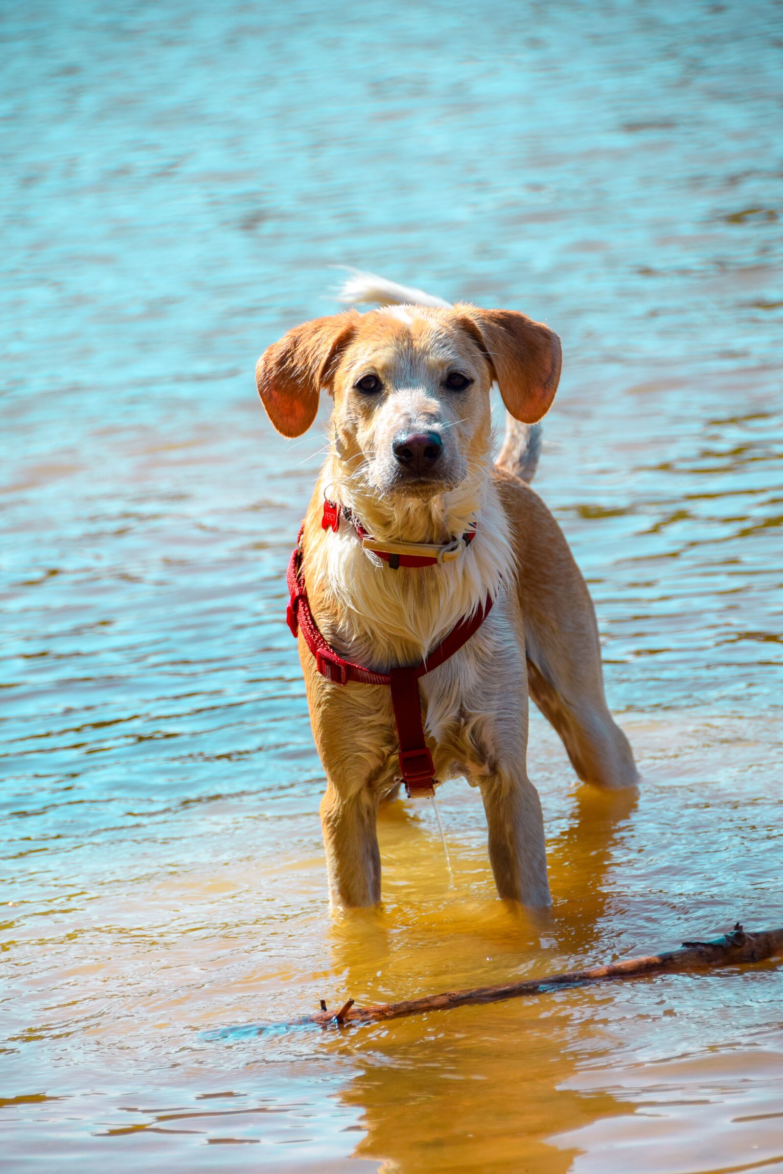 Nikon D5300 sample photo. Dog, puppy, pet photography