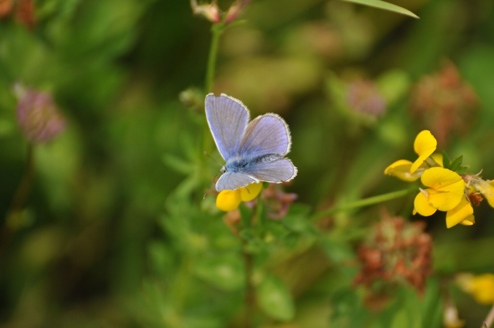 Nikon D5000 sample photo. Butterfly, blue, blossom photography