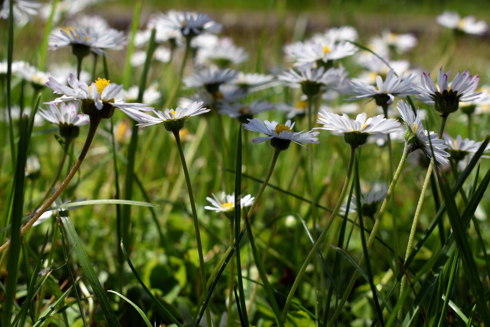 Nikon D3400 sample photo. Flower, spring, flowers photography