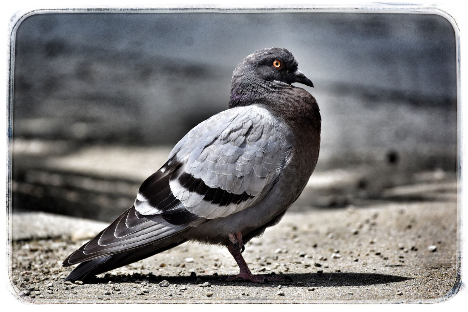 Nikon D3500 sample photo. Dove, city pigeon, bird photography