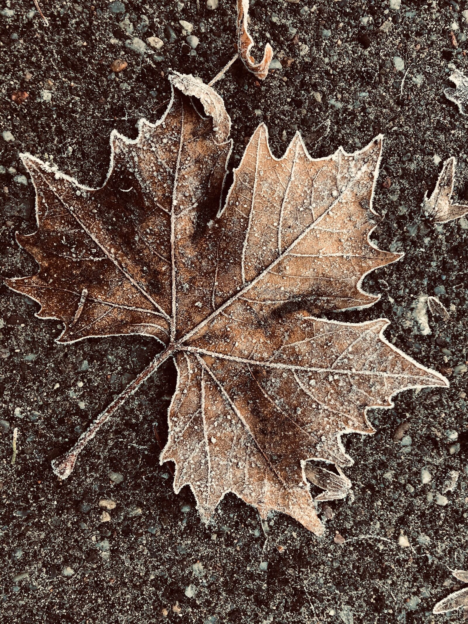 iPhone 8 back camera 3.99mm f/1.8 sample photo. Hoarfrost, leaves, ripe photography