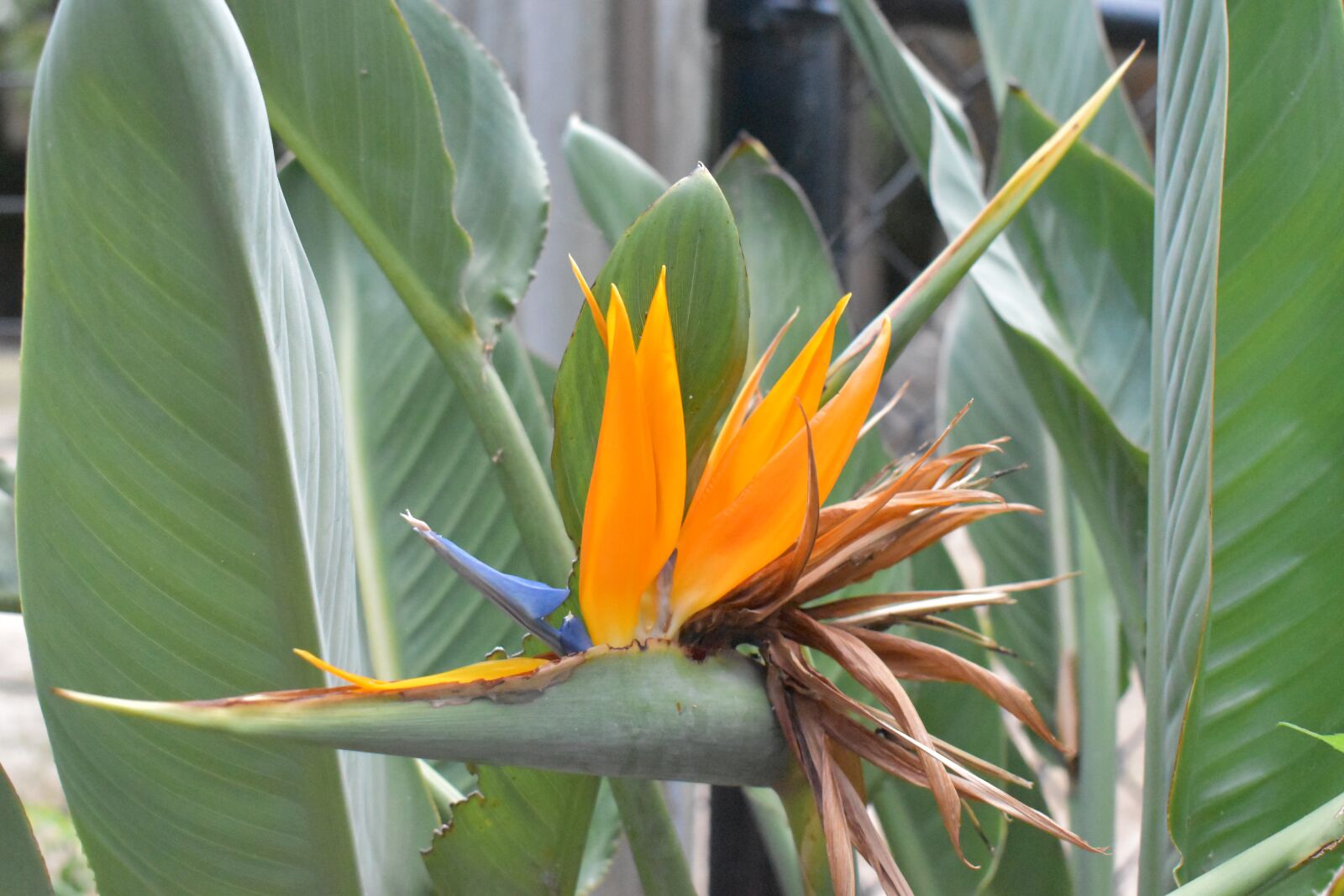 Nikon D5600 sample photo. Flower, orange, tropical photography