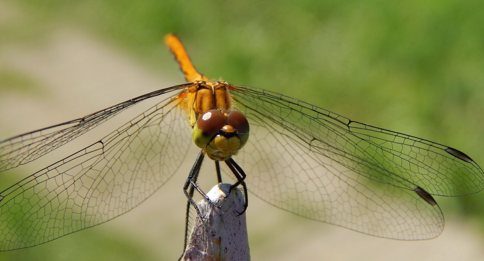 Nikon Coolpix L820 sample photo. Insect, macro, nature photography