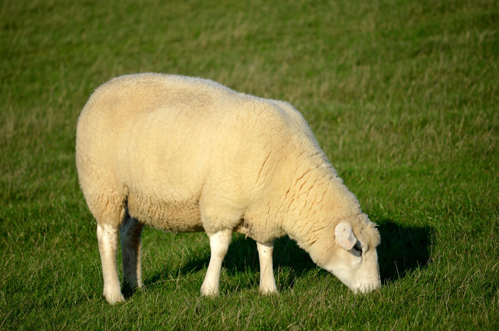 Nikon D3200 sample photo. Sheep, grass, eat photography