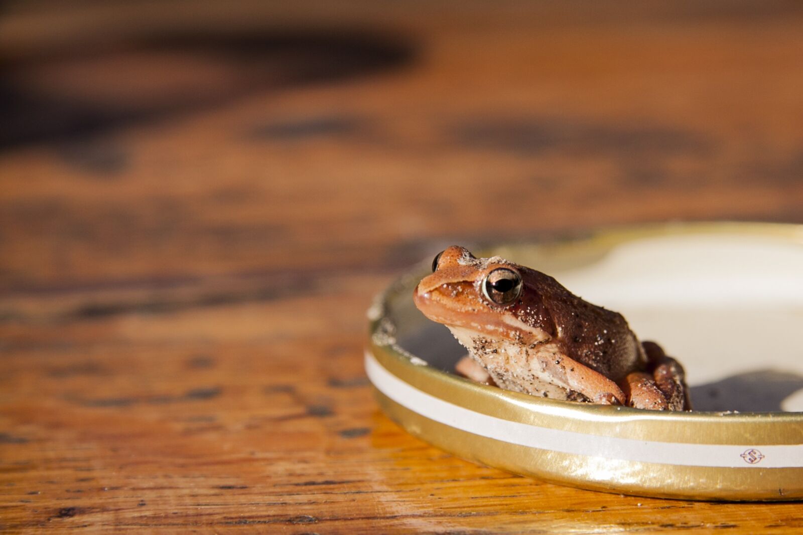 Canon EF-S 17-85mm F4-5.6 IS USM sample photo. Frog, orange, nature photography