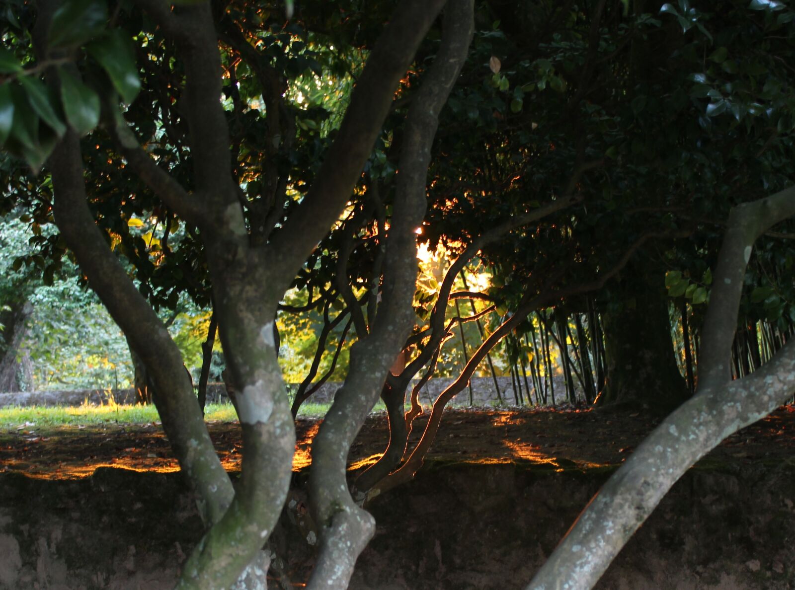 Canon EOS 1200D (EOS Rebel T5 / EOS Kiss X70 / EOS Hi) sample photo. Forest, backlight, sunbeams photography