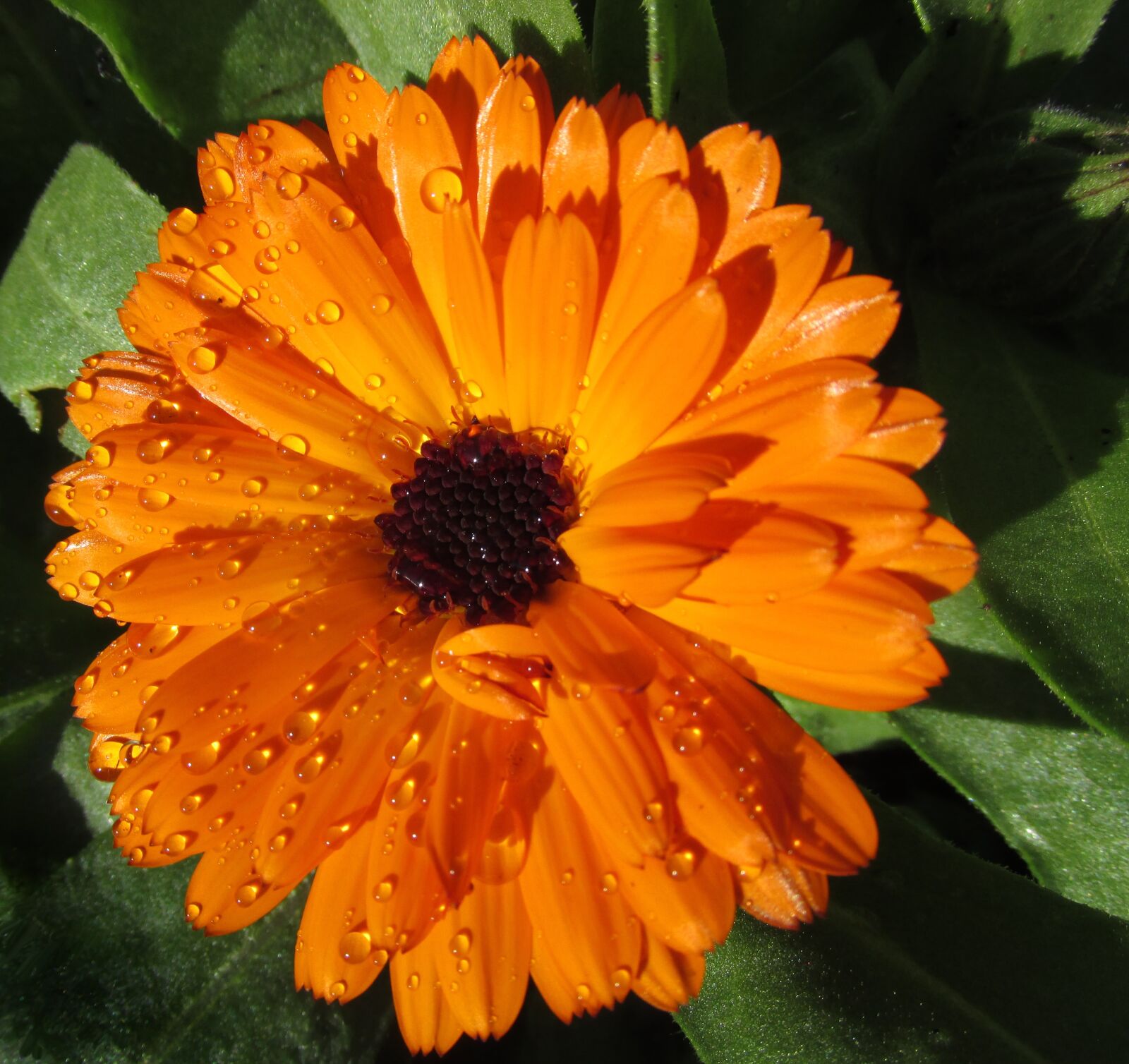 Canon PowerShot SX170 IS sample photo. Marigold, flower, rain drops photography