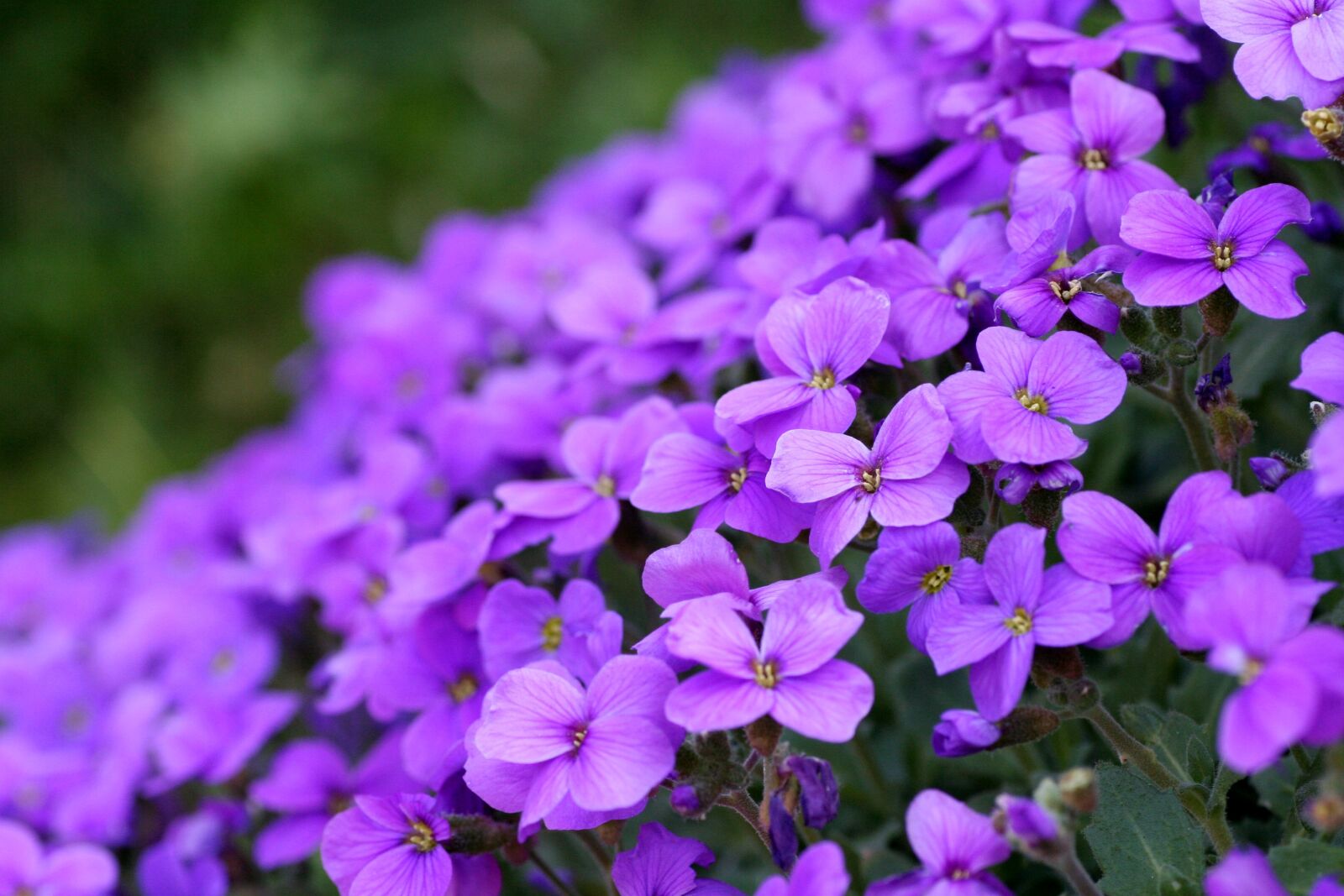 Canon EOS 350D (EOS Digital Rebel XT / EOS Kiss Digital N) sample photo. Flowers, violets, garden photography
