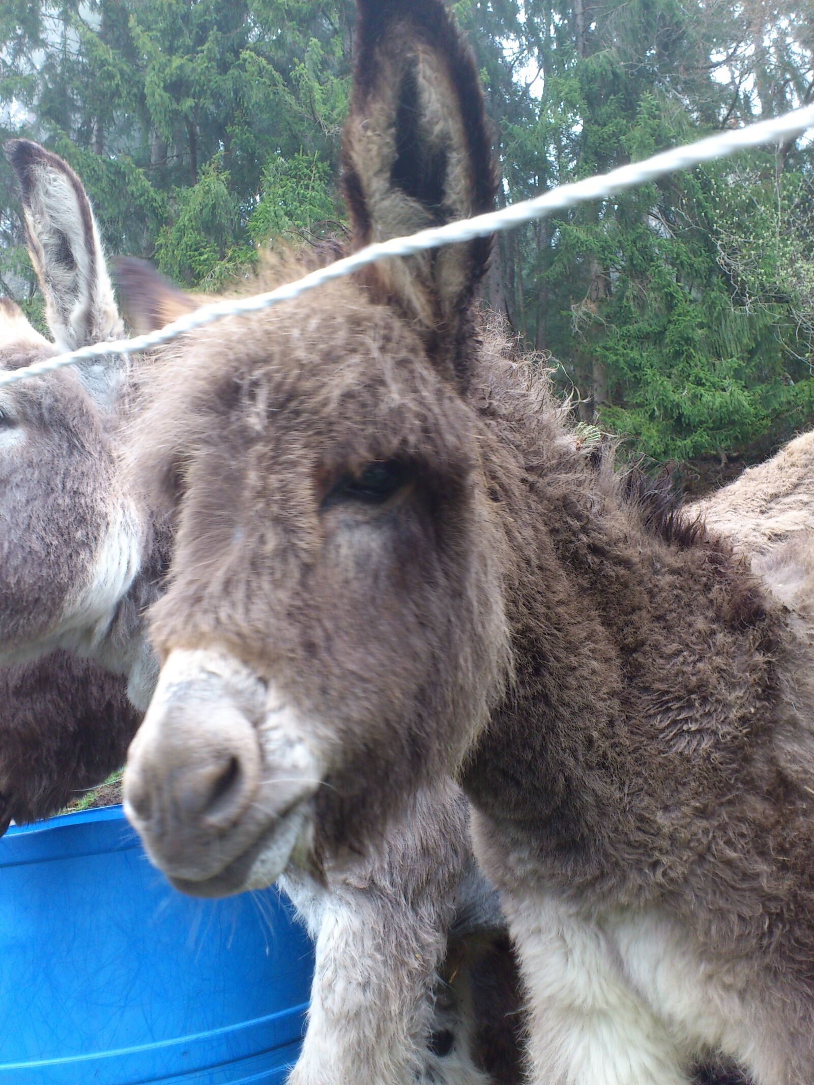 Sony Ericsson Xperia Arc sample photo. Donkey, pet, ungulate photography