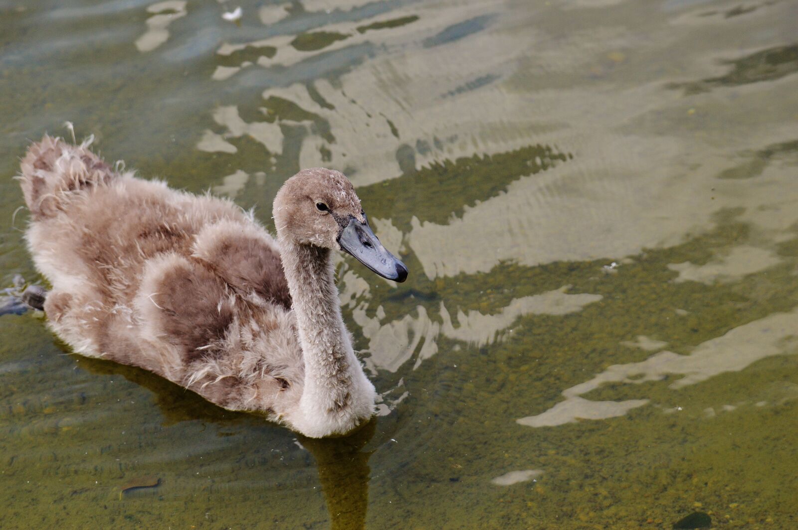 Nikon D3200 sample photo. Swan, young animal, bird photography