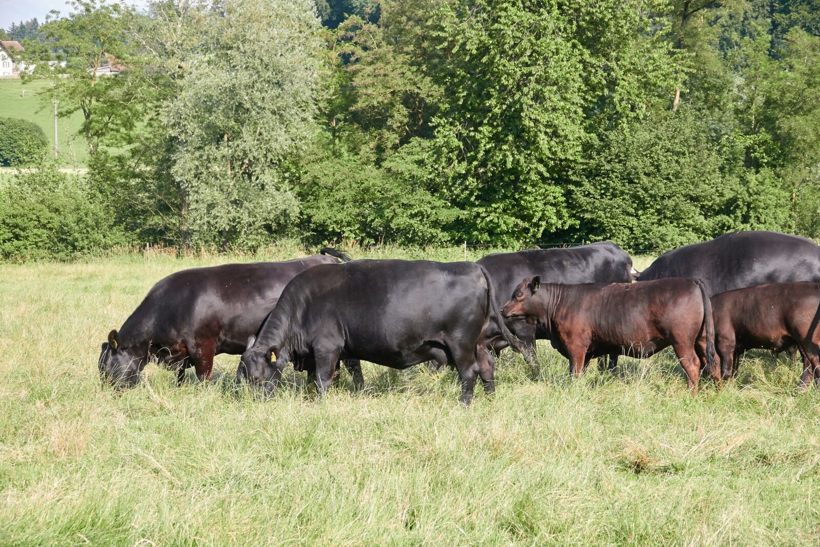 Sony Cyber-shot DSC-RX10 IV sample photo. Flock, cows, cattle photography