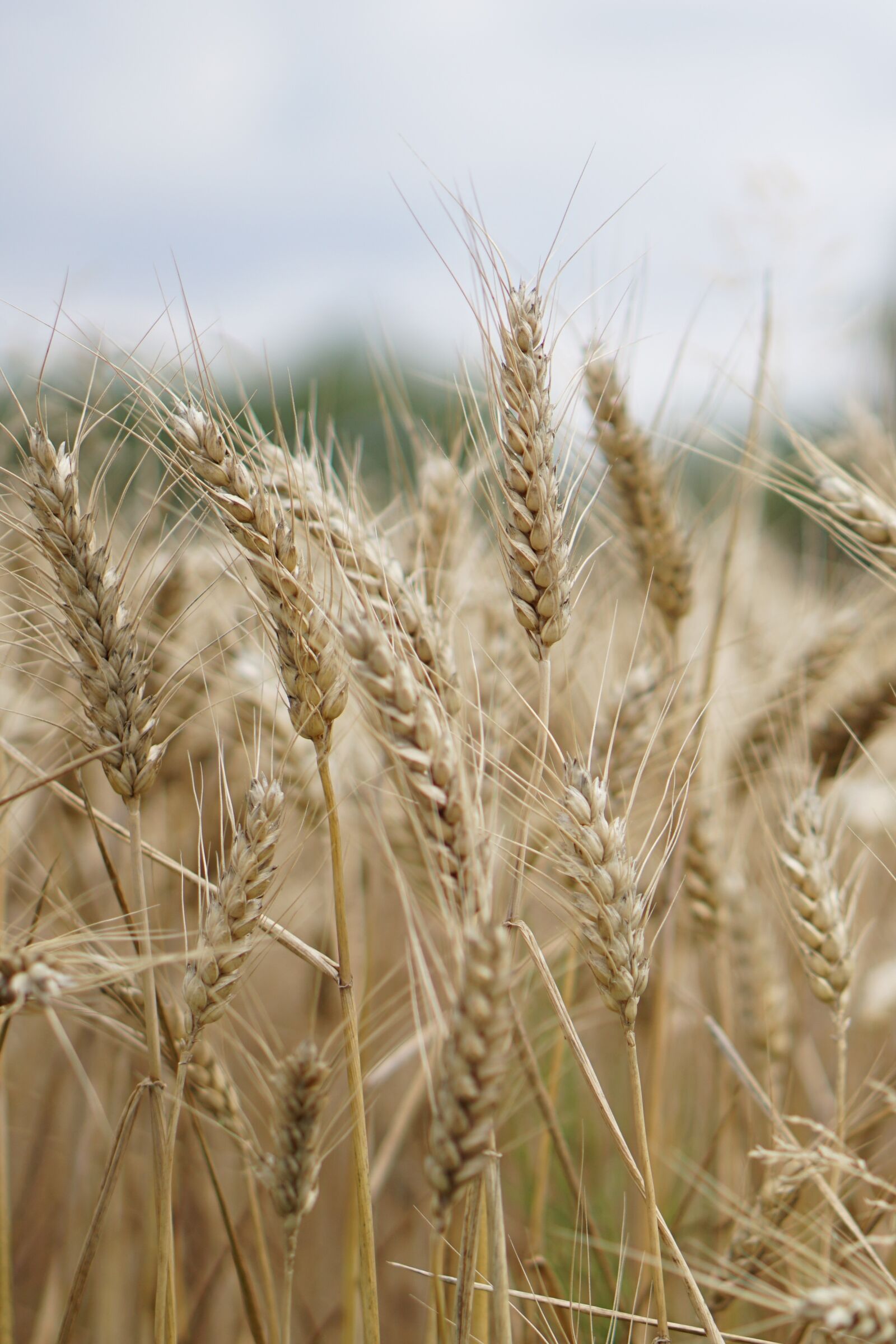 E 50mm F1.8 OSS sample photo. Wheat field, wheat, wheat photography