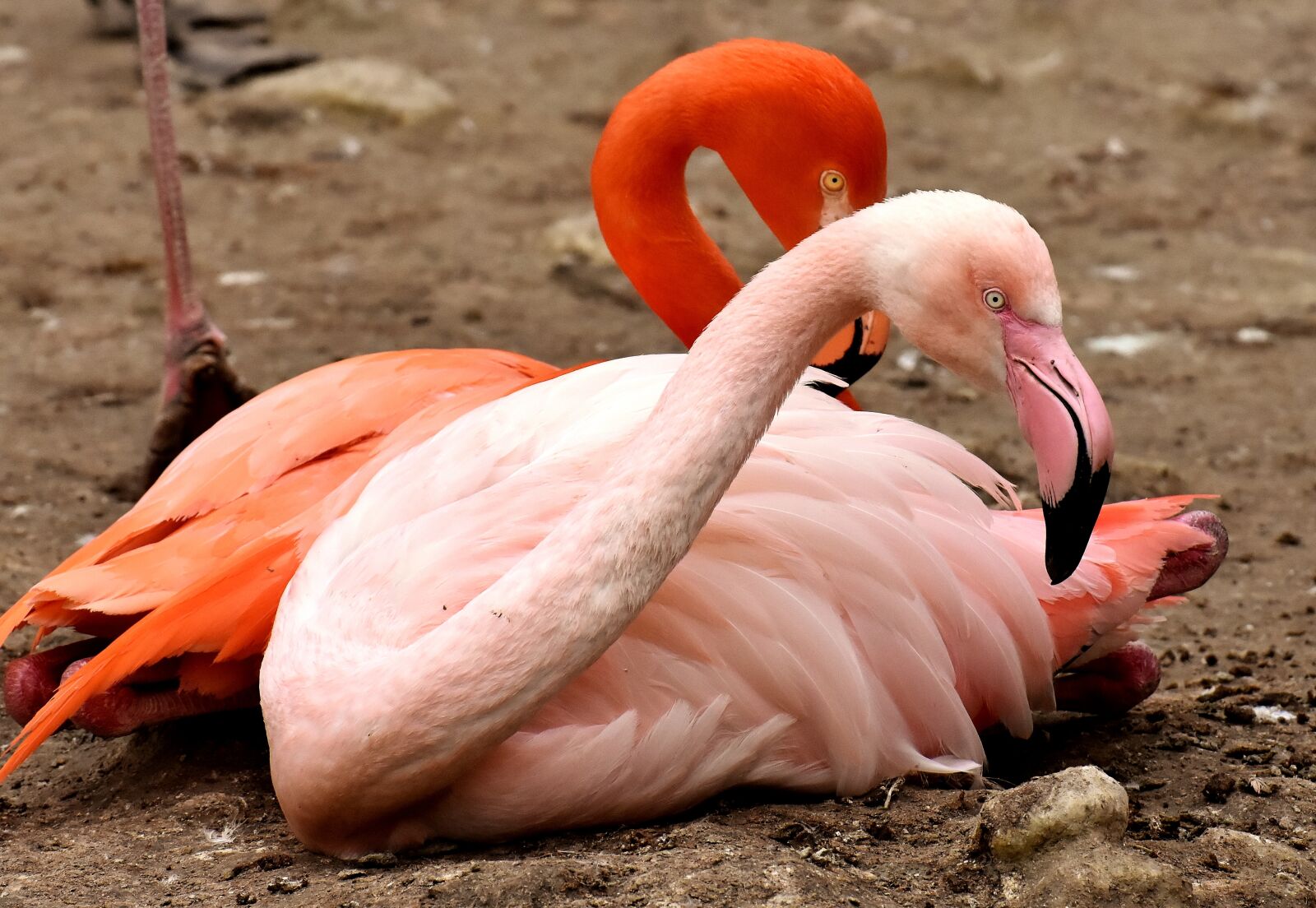 Nikon D7200 sample photo. Flamingo, bird, colorful photography