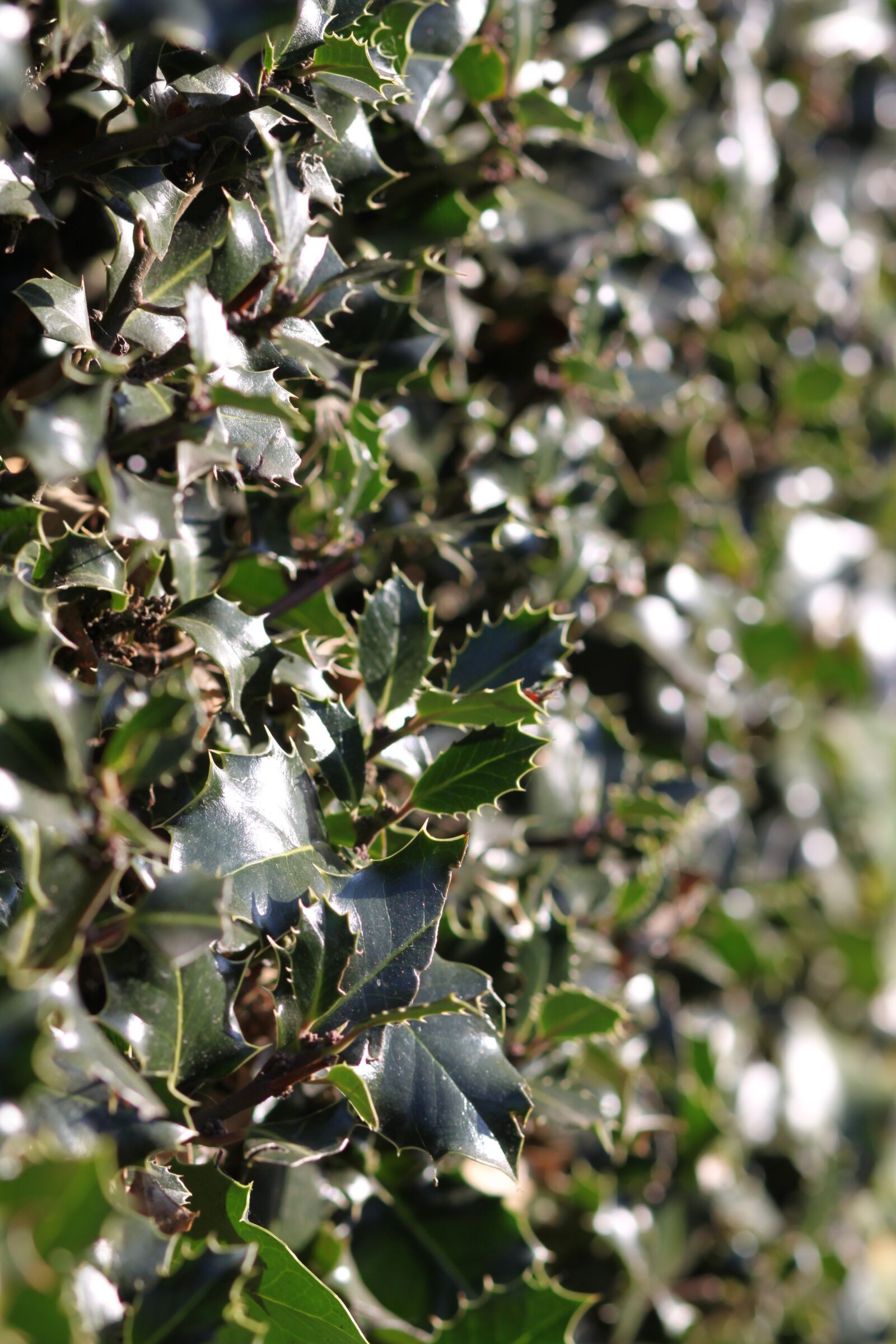 Canon EOS 500D (EOS Rebel T1i / EOS Kiss X3) sample photo. Holly, winter, decoration photography
