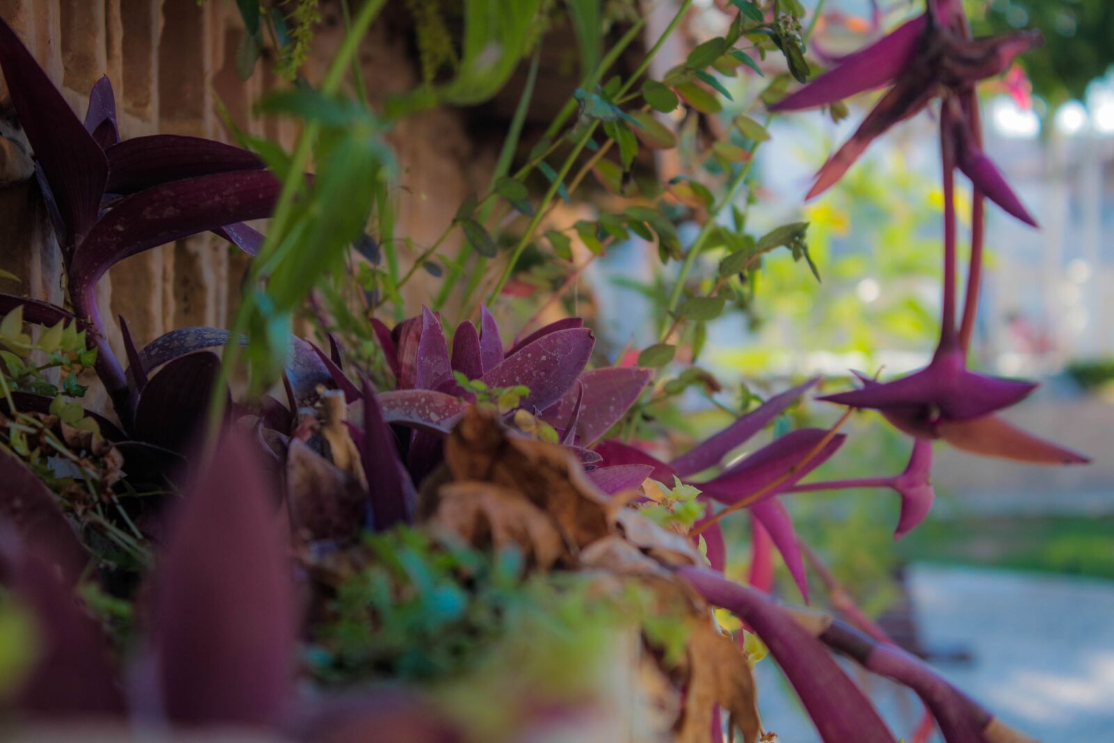 Canon EOS 650D (EOS Rebel T4i / EOS Kiss X6i) sample photo. Flowers, afternoon, purple photography