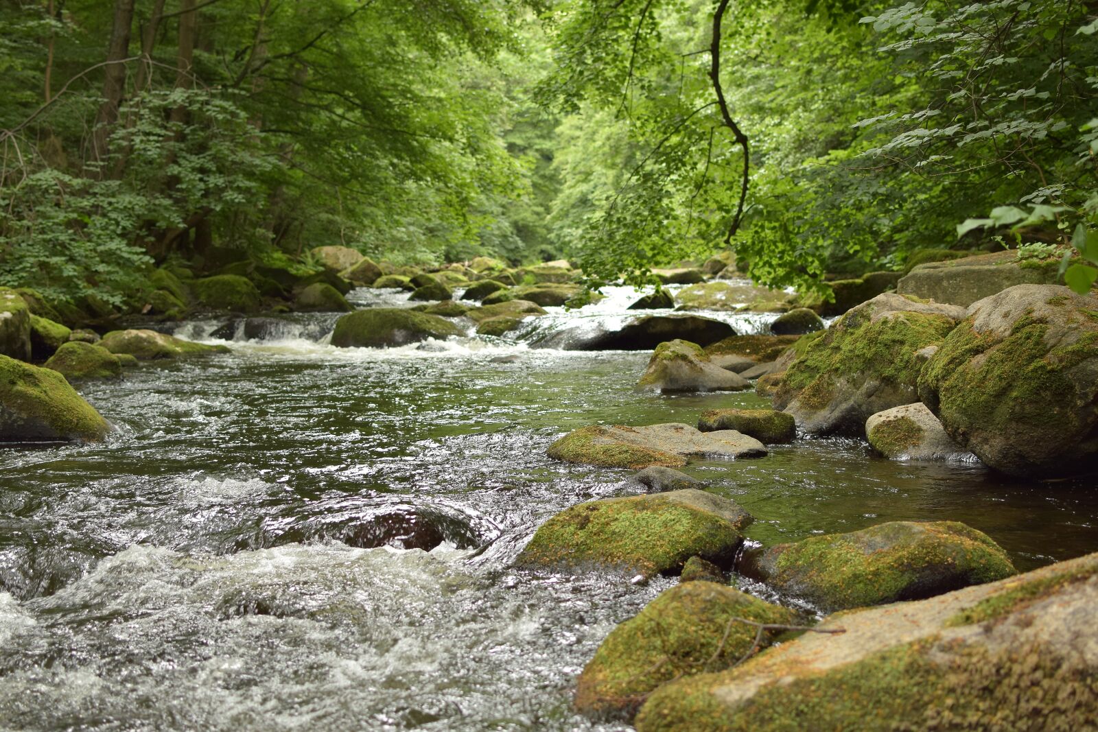 Nikon D5300 sample photo. Bode, river, water photography