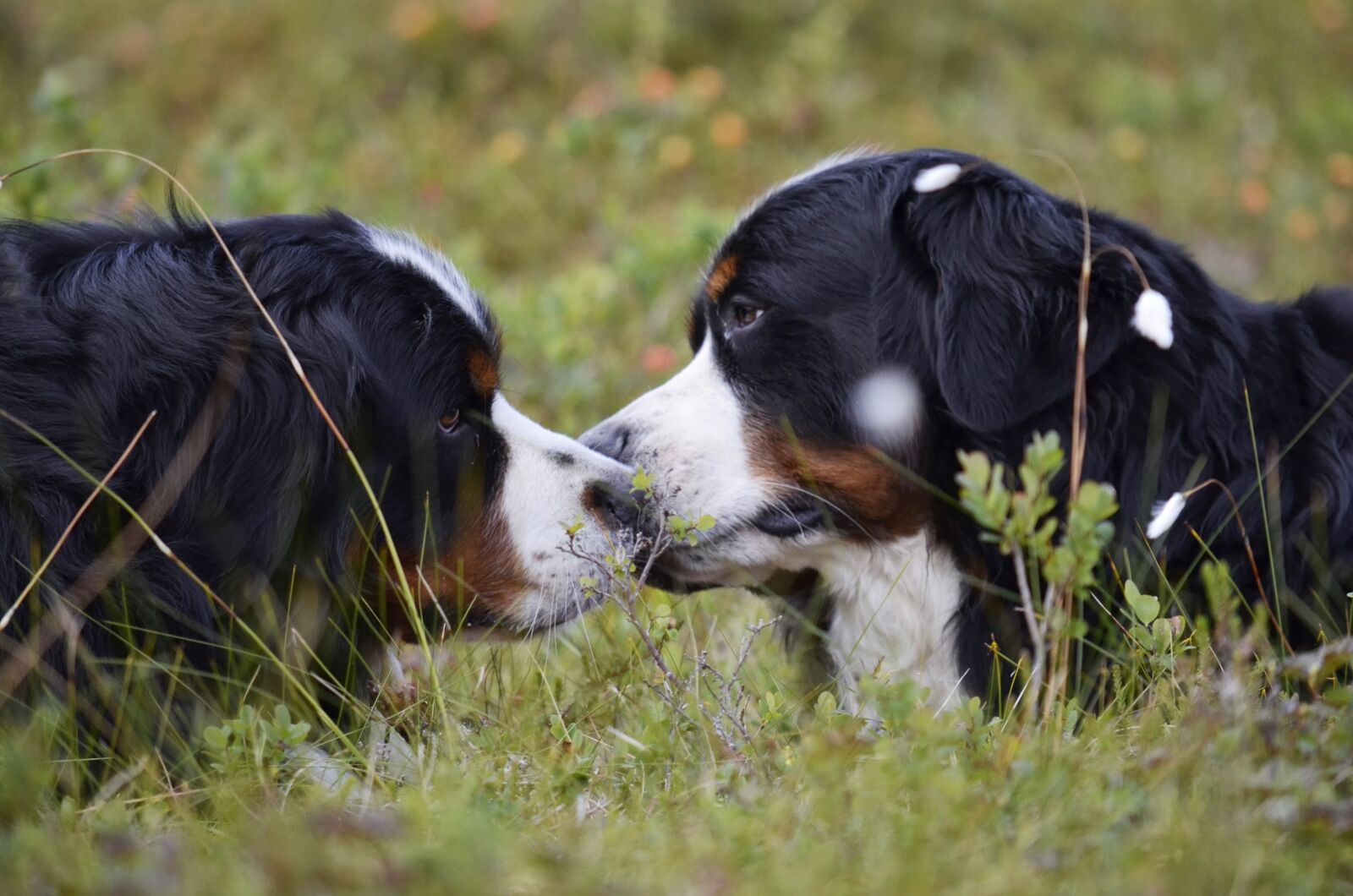 Nikon D5100 sample photo. Bernese mountain dogs, dogs photography