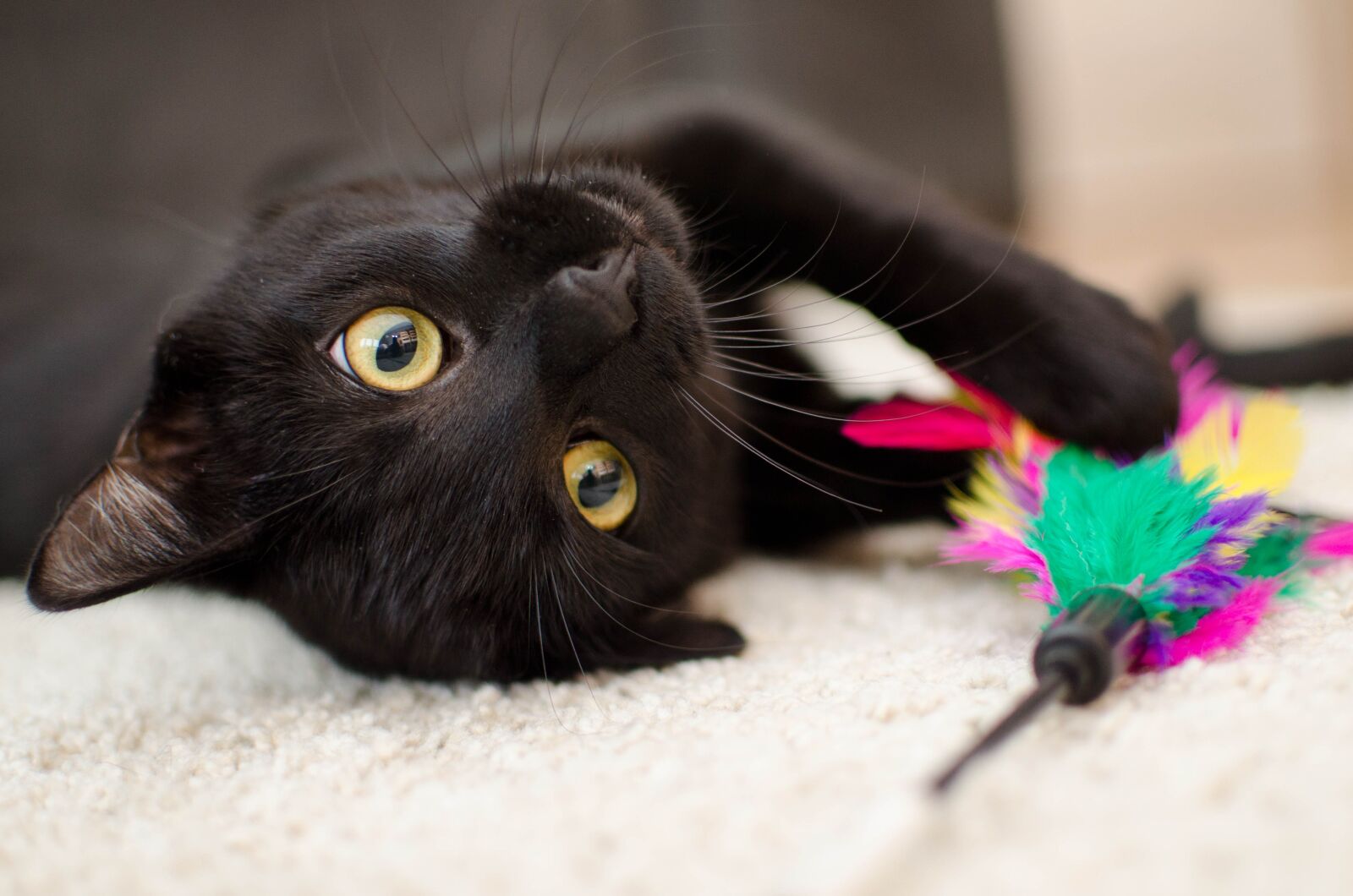 Nikon D7000 sample photo. Cat, relaxation, pet photography