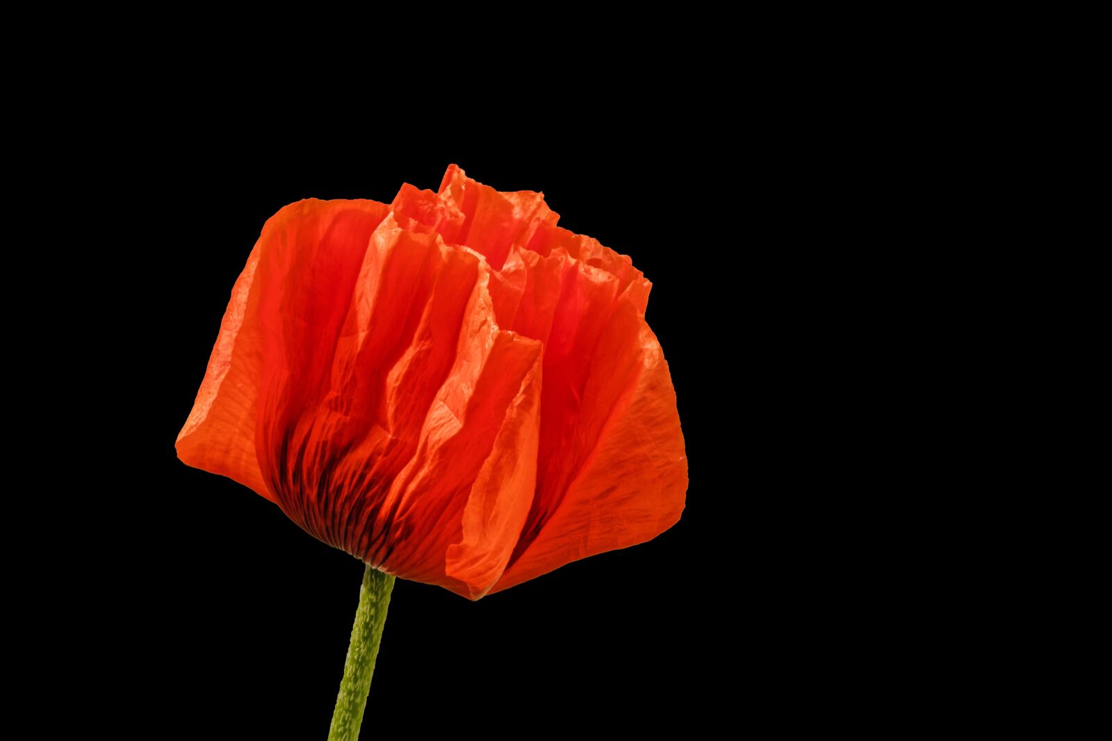Canon EOS 7D sample photo. Poppy, flower, blossom photography