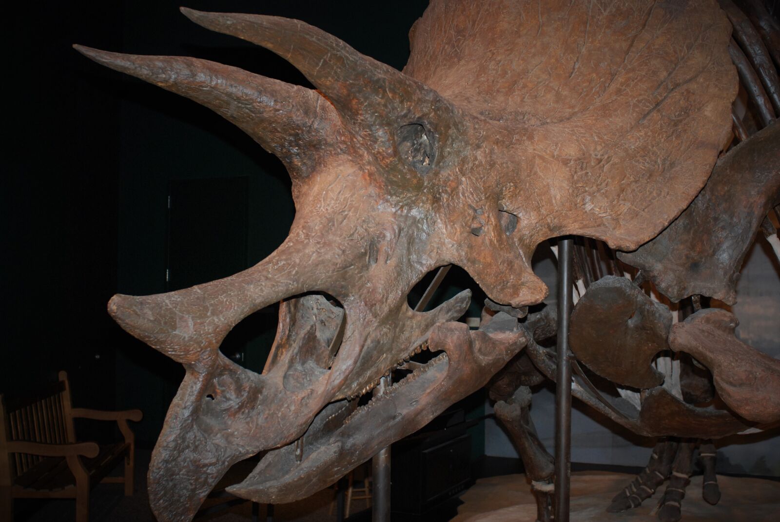 Nikon D80 sample photo. Horned, museum, dinosaur photography