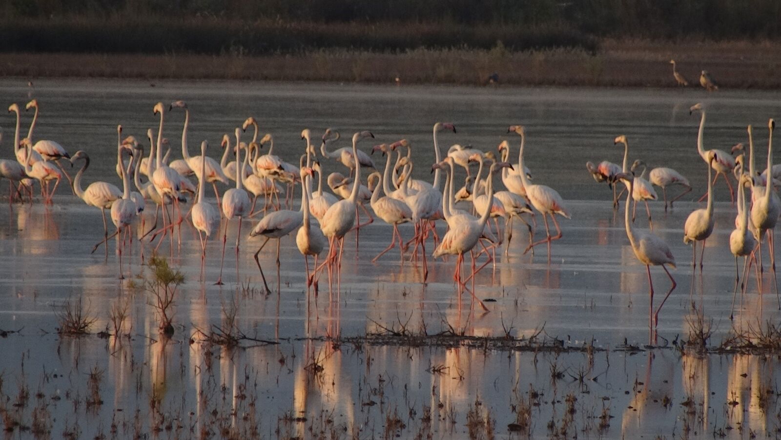 Sony Cyber-shot DSC-HX300 sample photo. Flamingos, nature, birds photography