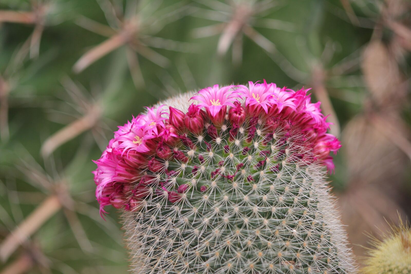 Canon EOS 60D + Canon EF-S 55-250mm F4-5.6 IS sample photo. Cactus, thorn, flowers photography