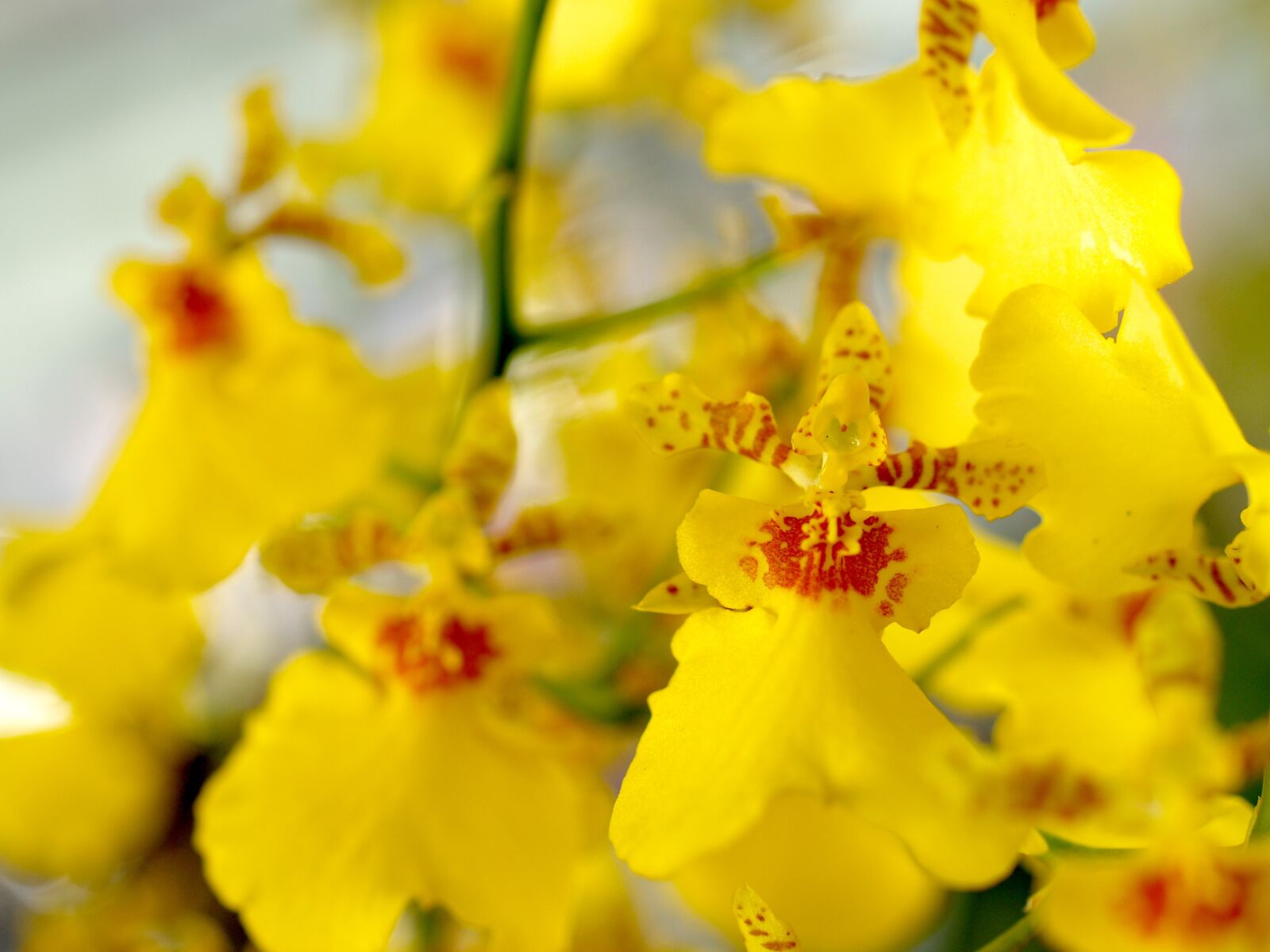 Olympus E-300 (EVOLT E-300) sample photo. Orchid, flower, bright photography