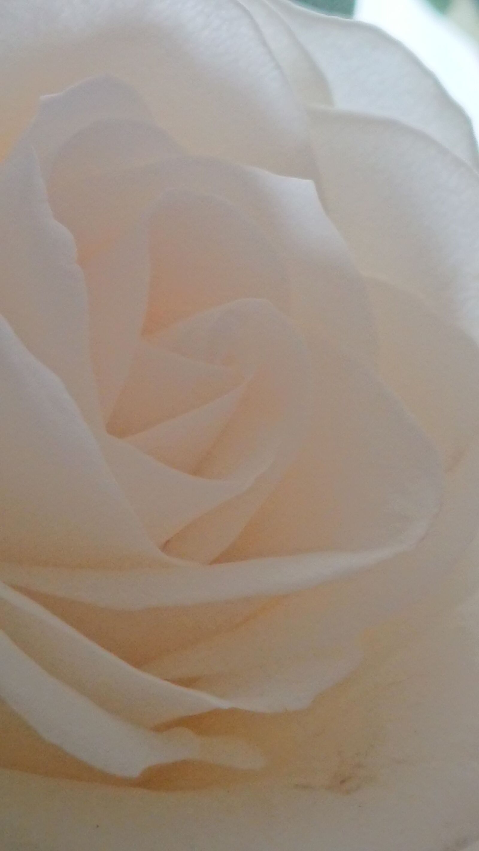 Sony Xperia XZ Premium sample photo. White rose of the photography