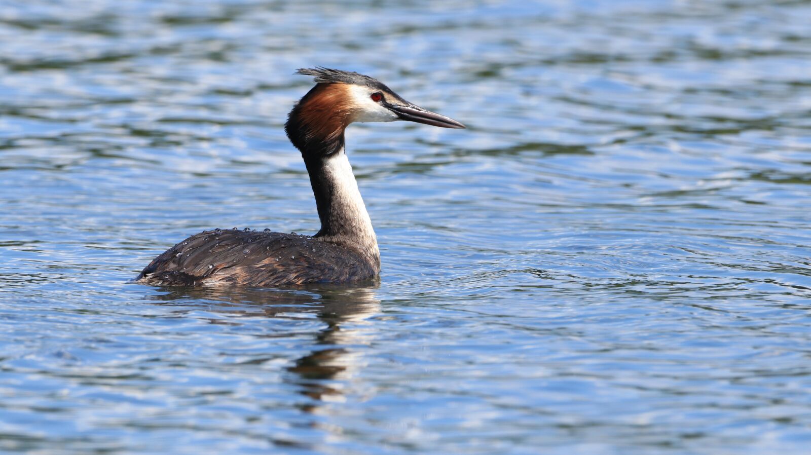 150-600mm F5-6.3 DG OS HSM | Contemporary 015 sample photo. Great crested grebe, lake photography