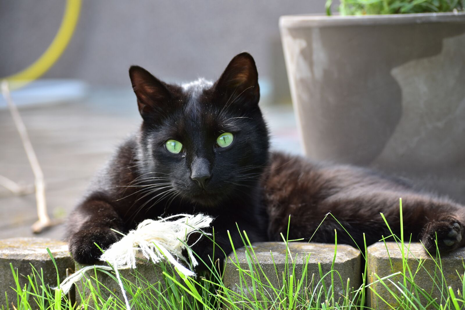 Nikon D5500 sample photo. Cat, beast, pet photography