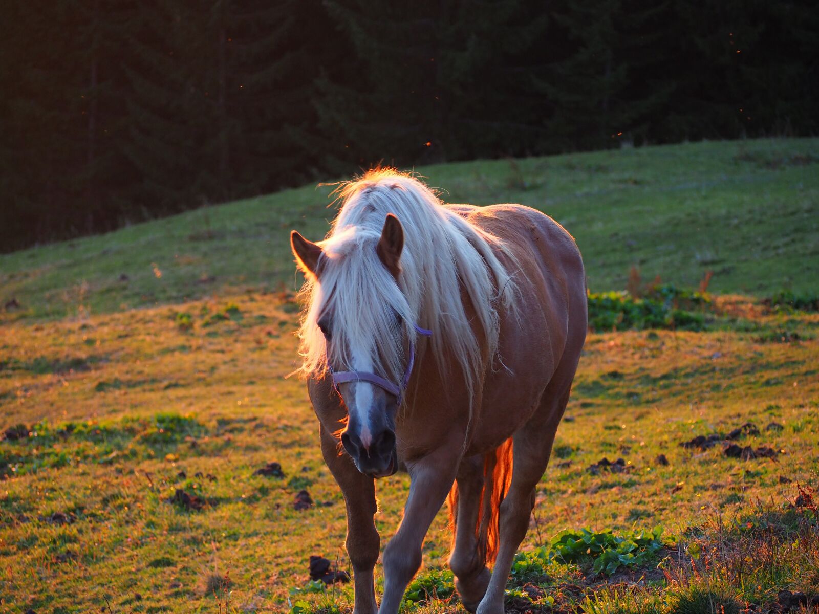 Olympus OM-D E-M10 III sample photo. Sunset, mountains, evening photography
