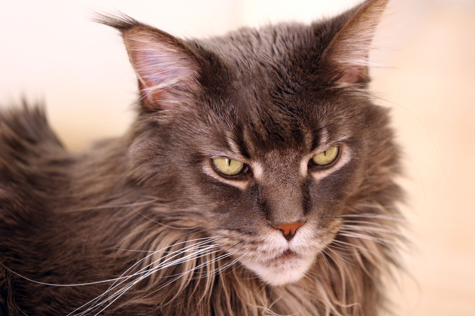Canon EOS 7D Mark II sample photo. Cat, maine coon, look photography