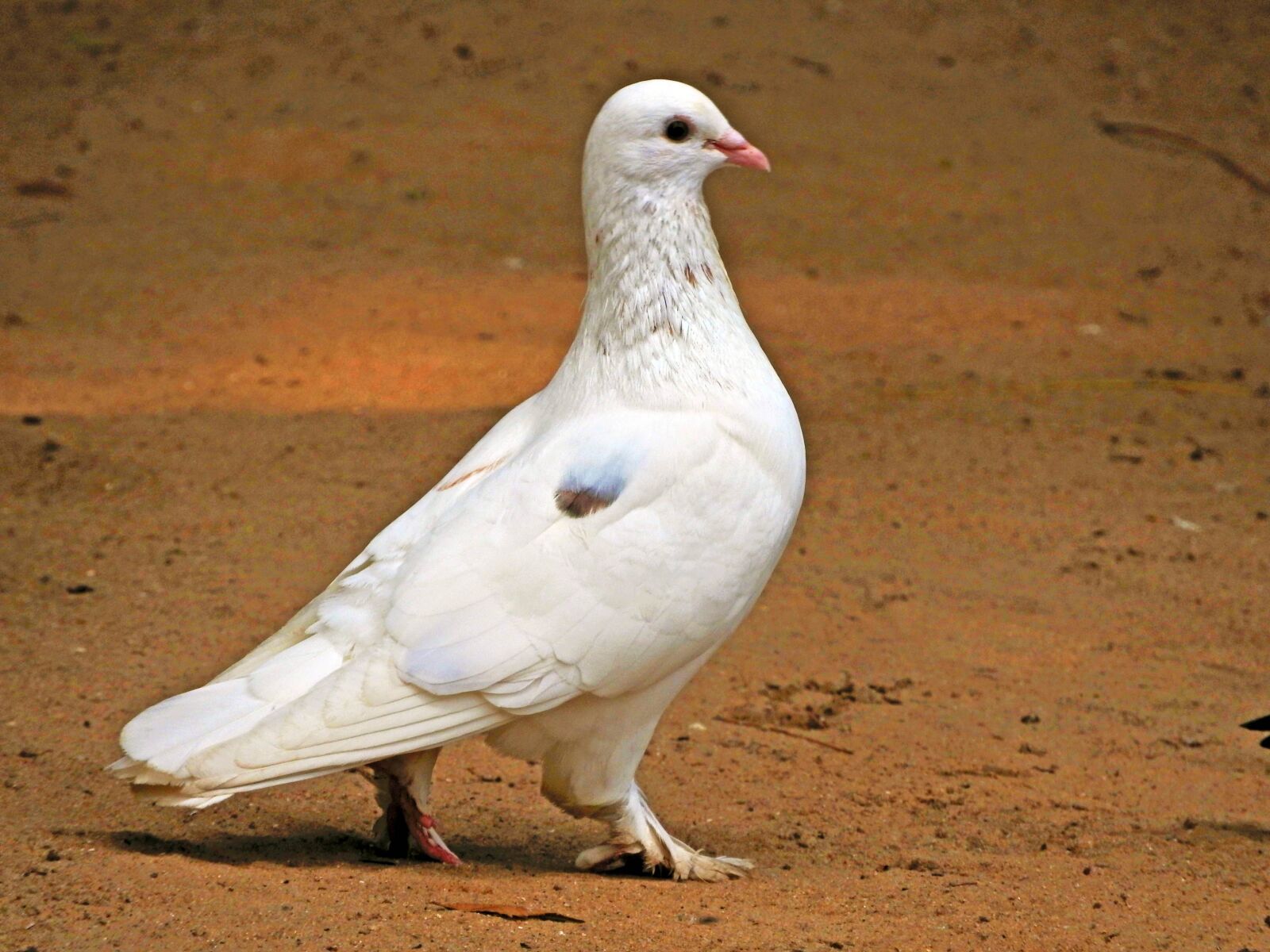 Nikon Coolpix P610 sample photo. Pigeon, bird, wings photography
