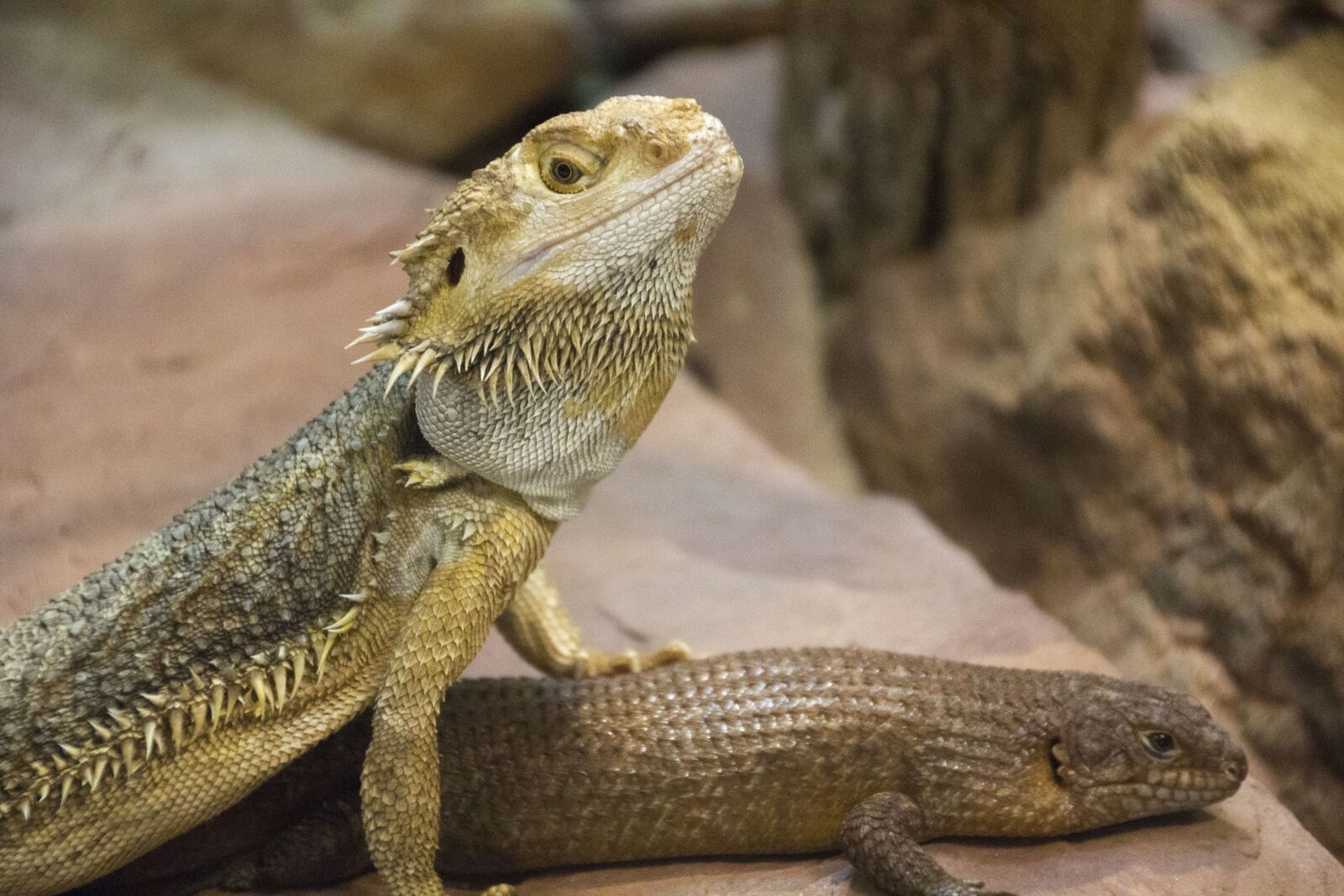 Canon EOS 550D (EOS Rebel T2i / EOS Kiss X4) sample photo. Bearded dragon, lizards, reptile photography