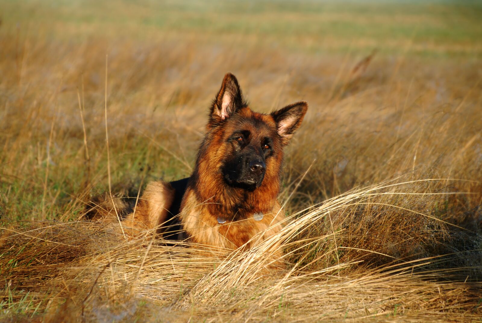 Nikon D80 sample photo. Sch fer dog, dog photography