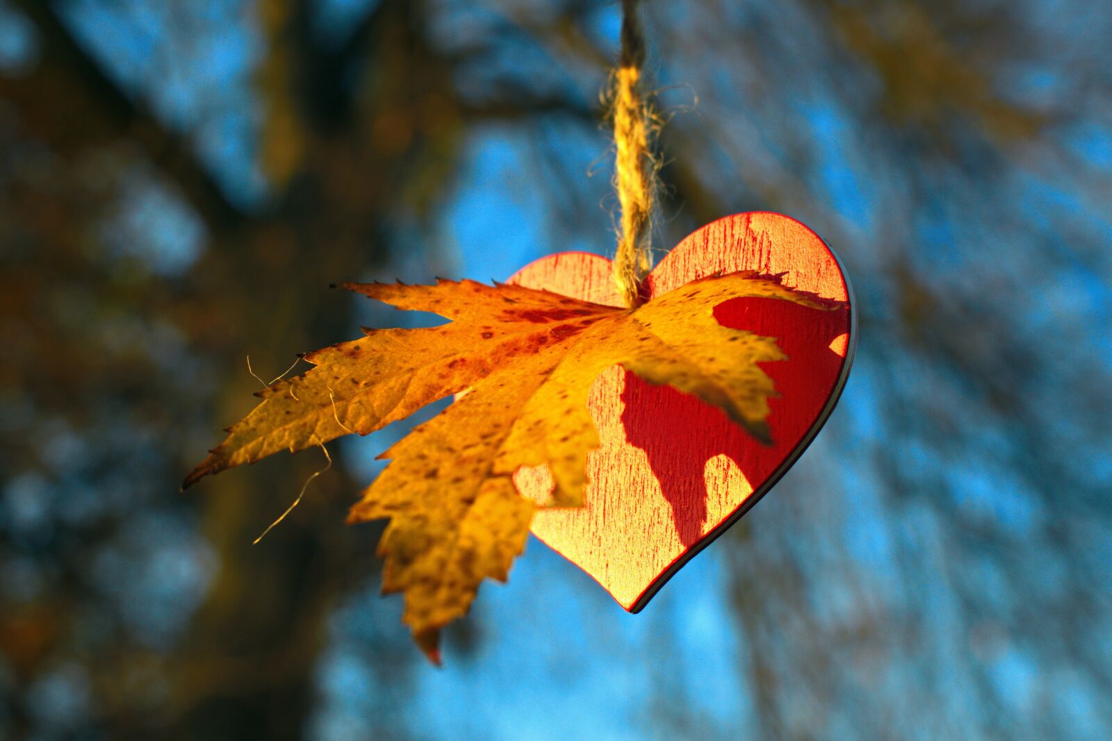Nikon D3300 sample photo. I love autumn, autumn photography
