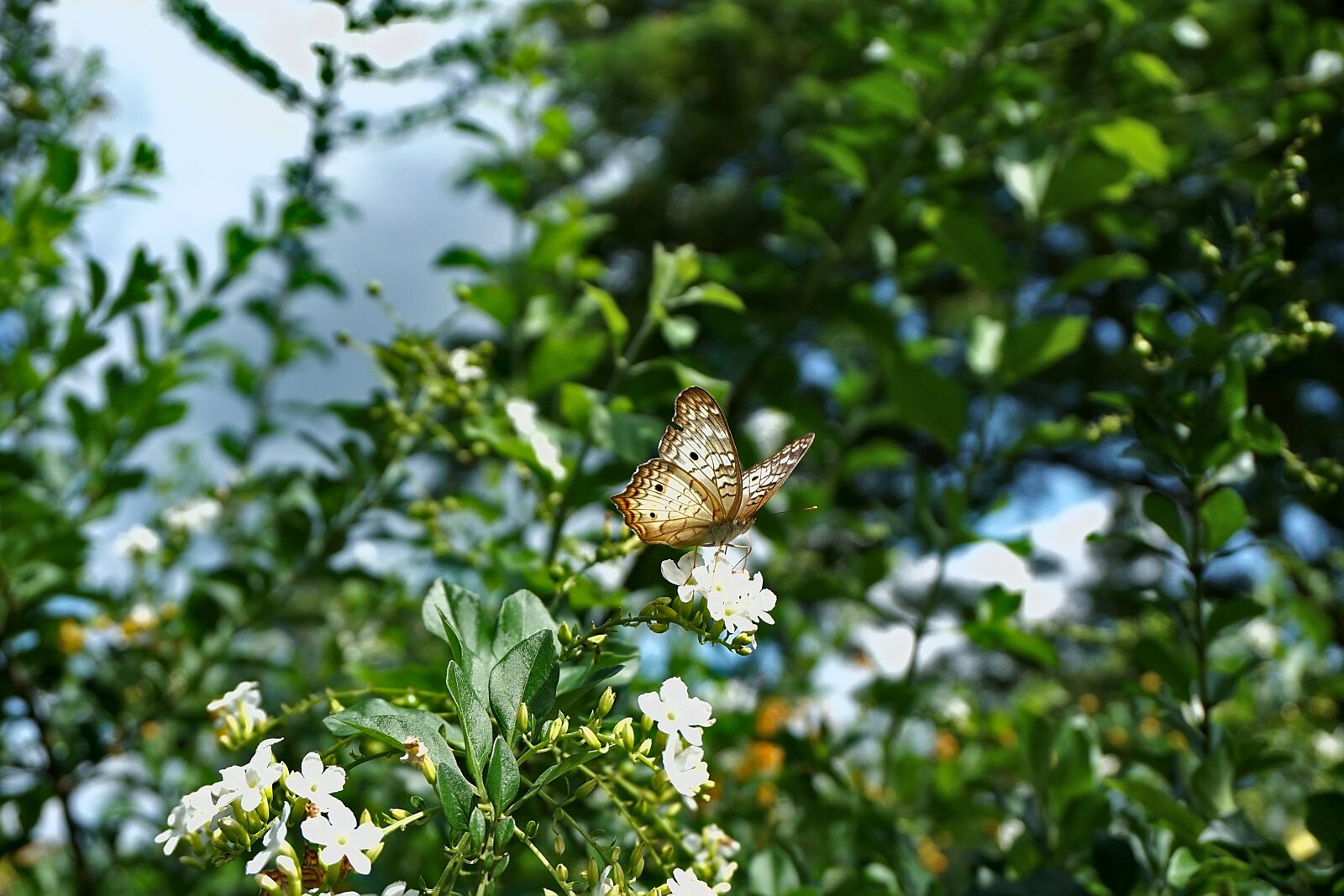 Sony a6000 sample photo. Butterfly, insect, wings photography