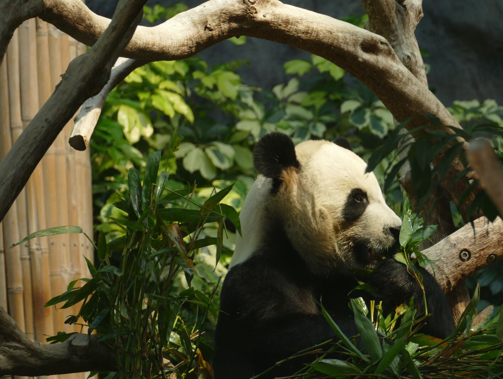Panasonic Lumix DMC-FZ1000 sample photo. Panda, bear, head drawing photography