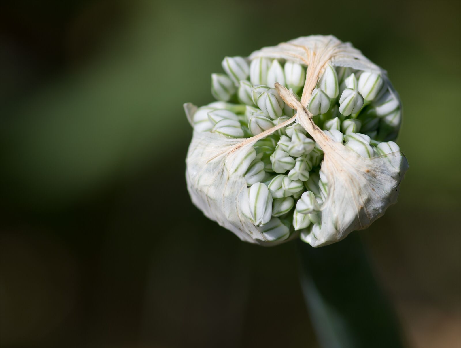 Pentax smc D-FA 100mm F2.8 macro sample photo. Onion, flower, flowering photography