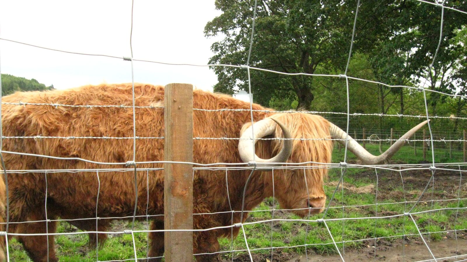 Canon PowerShot A590 IS sample photo. Scotland, longhorn cattle, cow photography