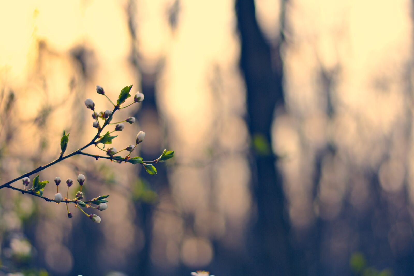 Nikon D5600 sample photo. Flower, flowers, spring photography
