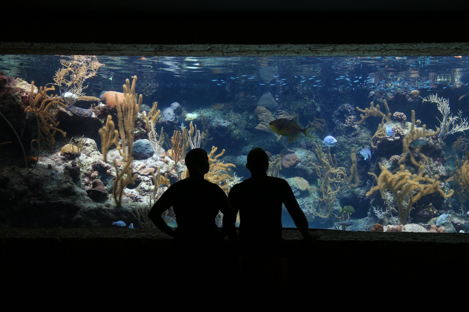 Canon EF 24-105mm F4L IS USM sample photo. Aquarium, fish, submarine photography