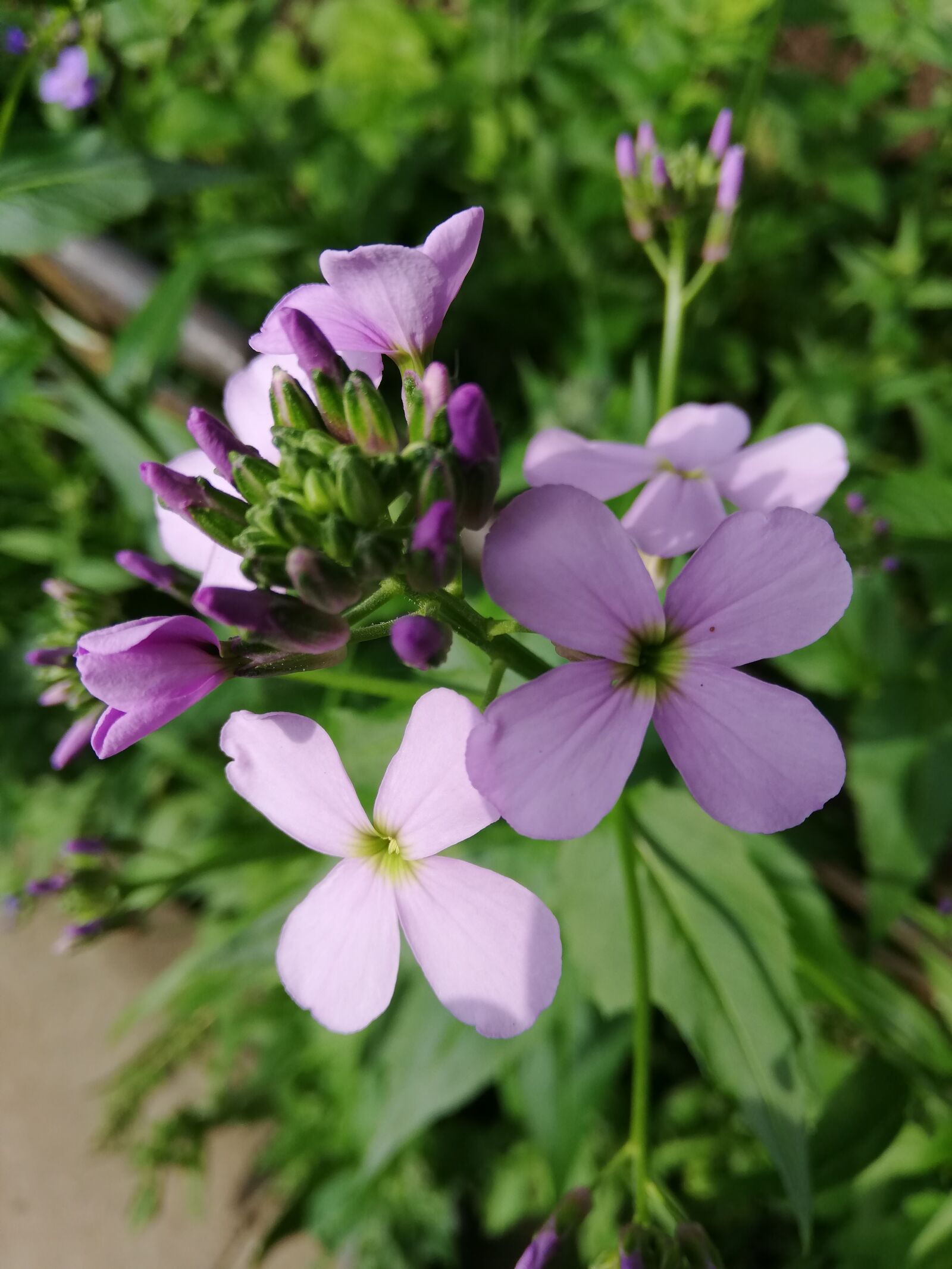 HUAWEI P20 lite sample photo. Flowers, nature, day photography
