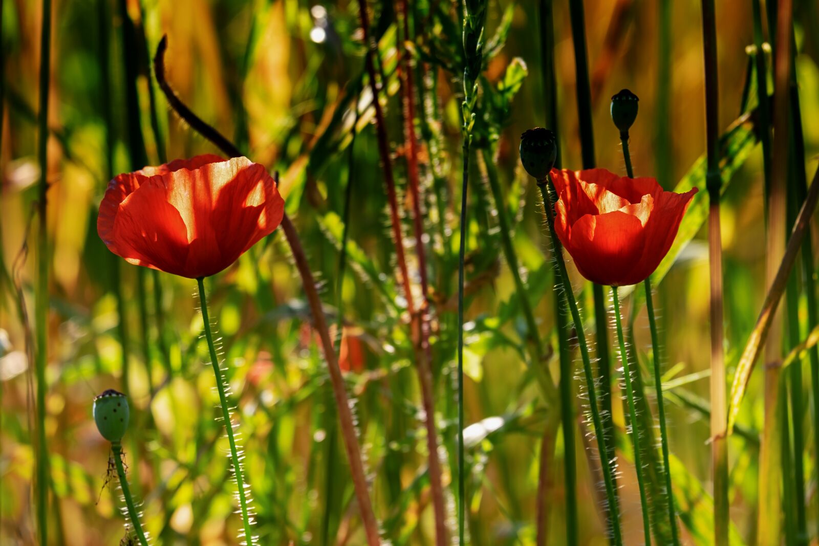 Fujifilm XF 55-200mm F3.5-4.8 R LM OIS sample photo. Poppy, backlighting, klatschmohn photography