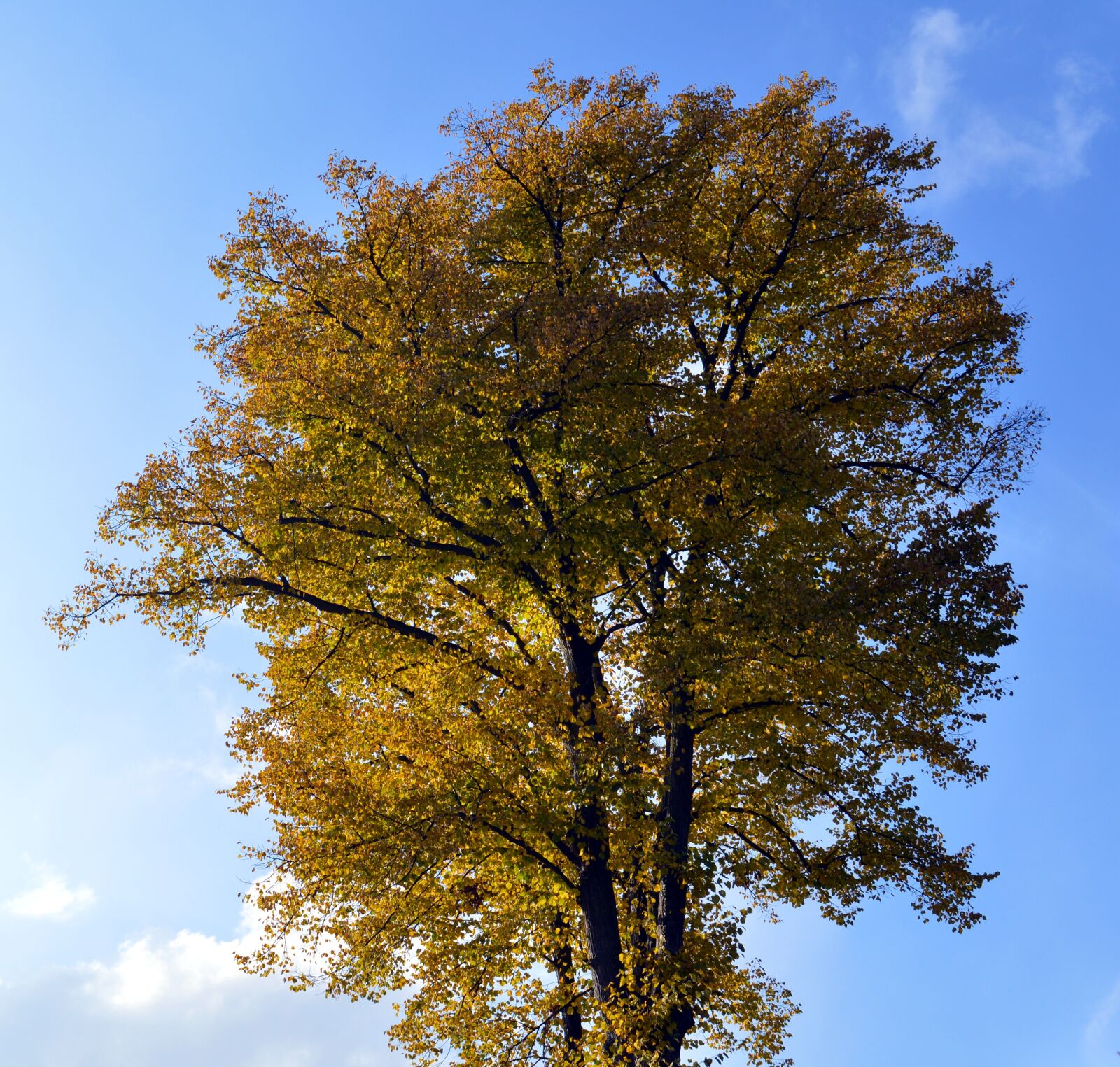 Nikon D3200 sample photo. Deciduous tree, leaves, color photography